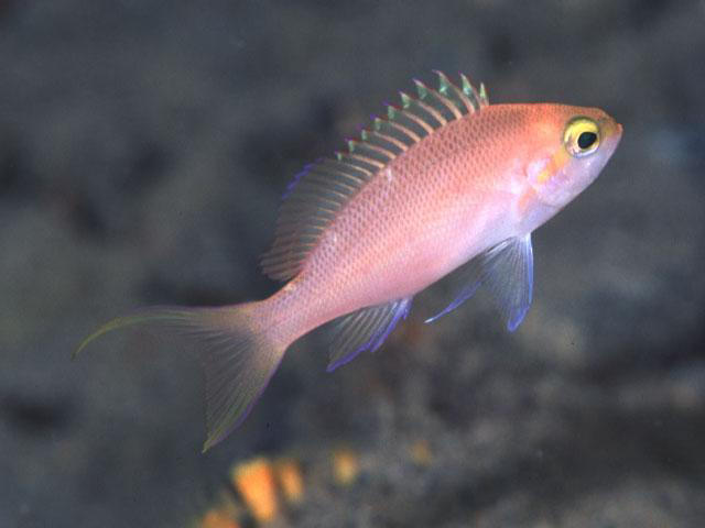 Pseudanthias hutomoi